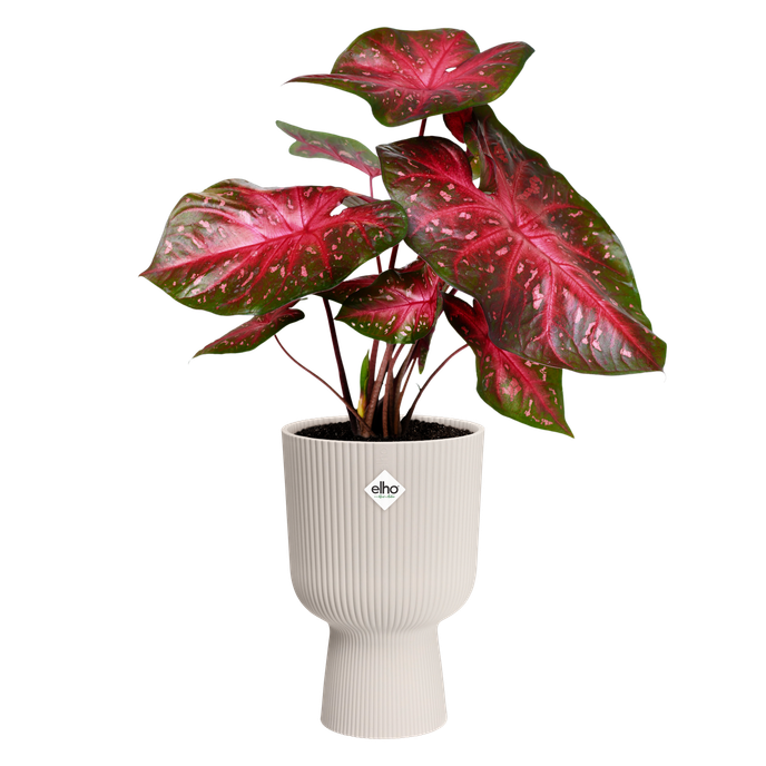 vibes fold coupe 14cm linnen wit